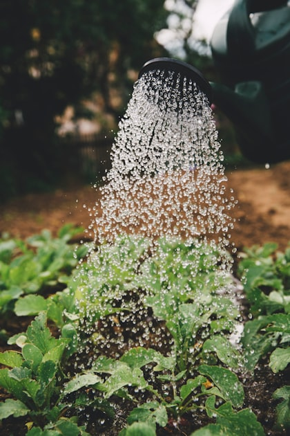 Top Benefits of Irrigation Systems